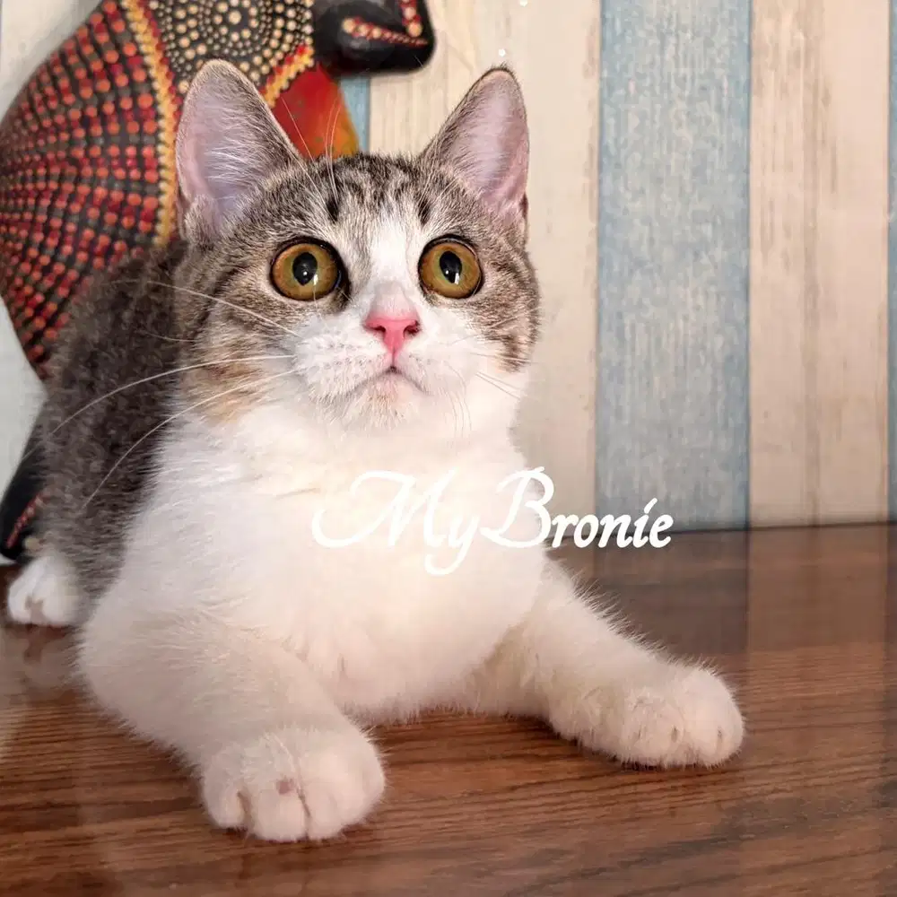 Kucing scottish straight betina murmerrrr
