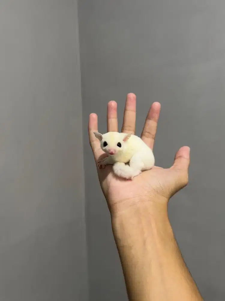 sugar glider joey