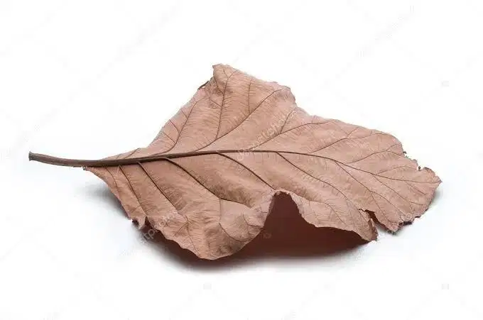 Daun jati kering