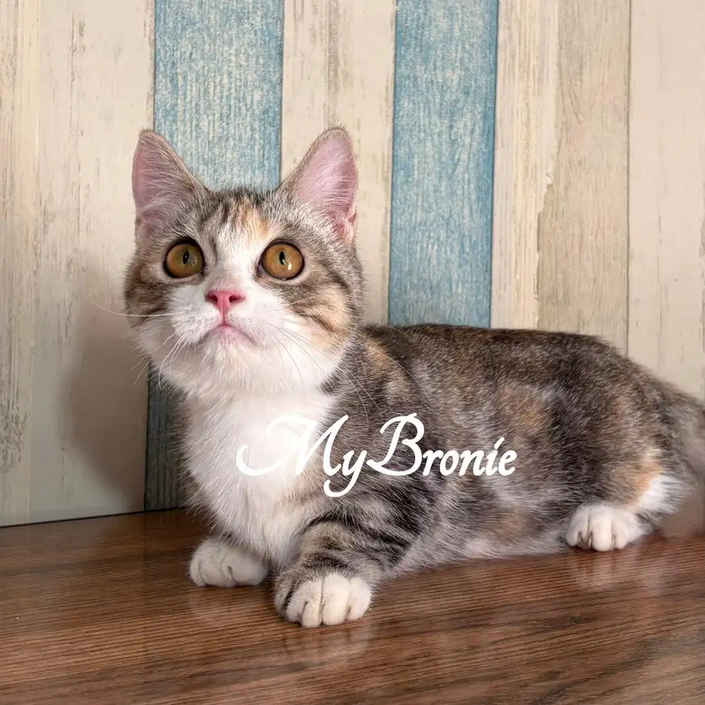 Kucing munchkin british shorthair betina