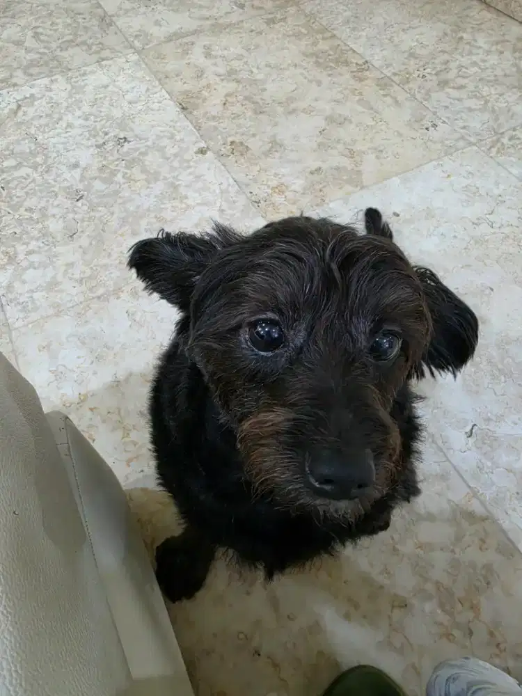 Dicari kennel boy