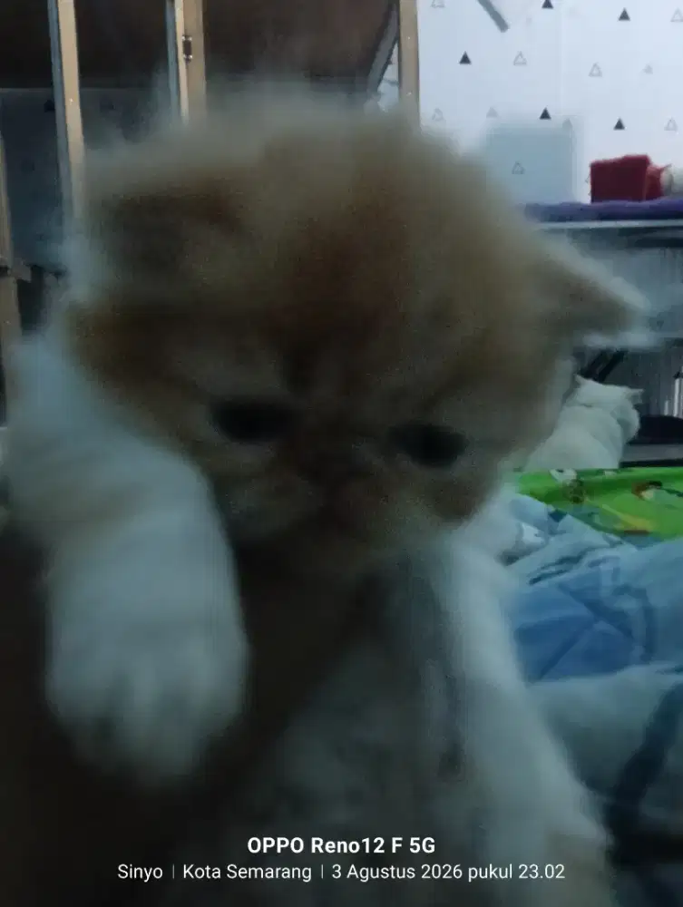 kucing usia dua bln masih