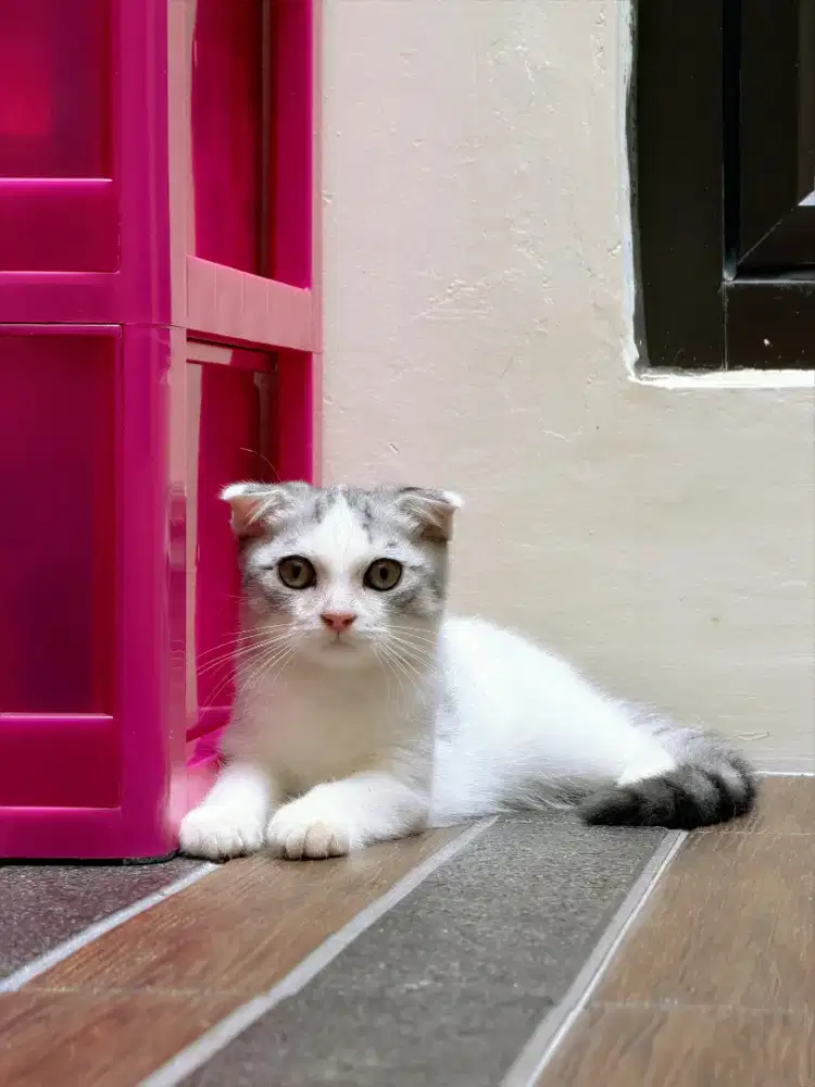 Adopsi kucing BSH