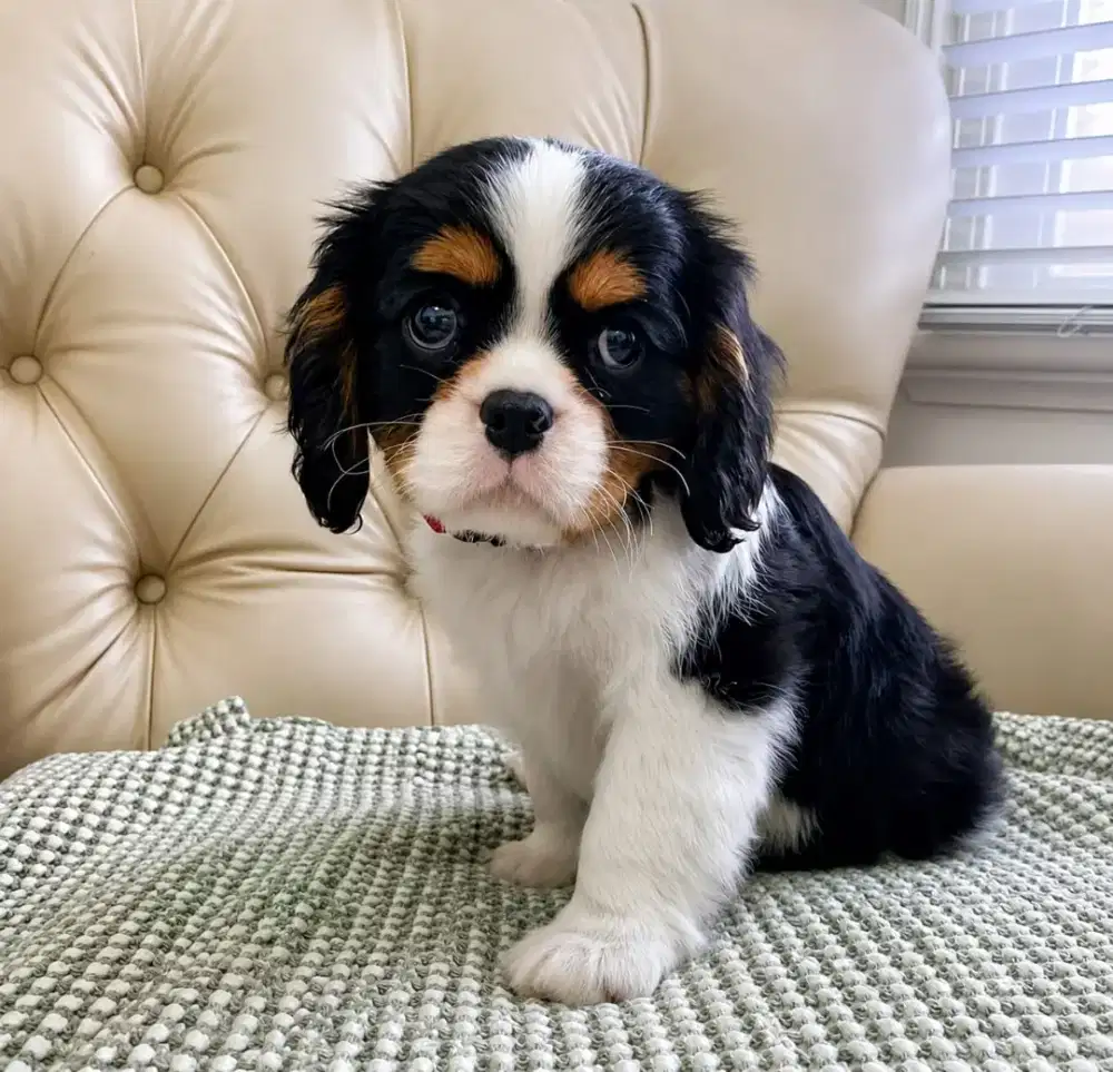 CAVALIER KING CHARLES SPANIEL