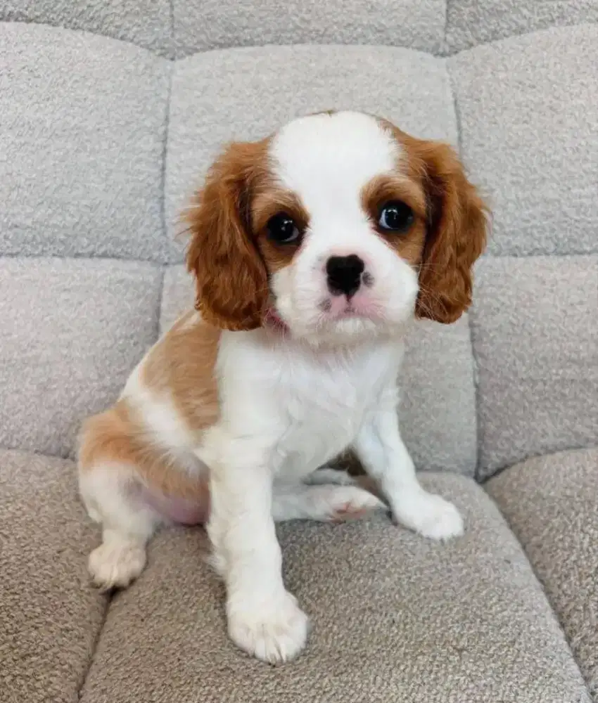 CAVALIER KING CHARLES SPANIEL
