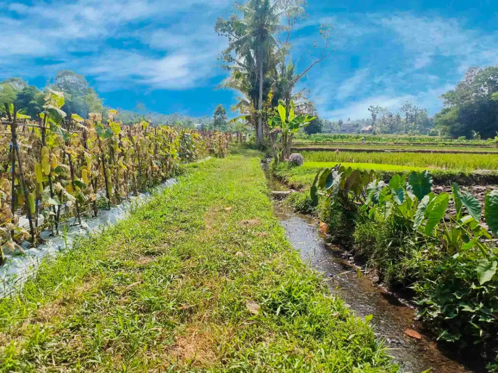 Tanah Murah View Gunung Merapi & Persawahan Padi Hijau Sejuk