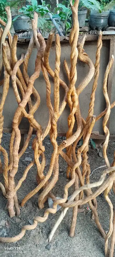 Kayu Liana Dekorasi Asesoris Burung