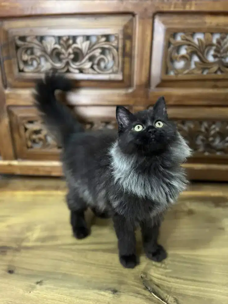Kitten Persia Blacksmoke