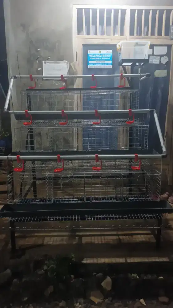 Kandang ayam petelur