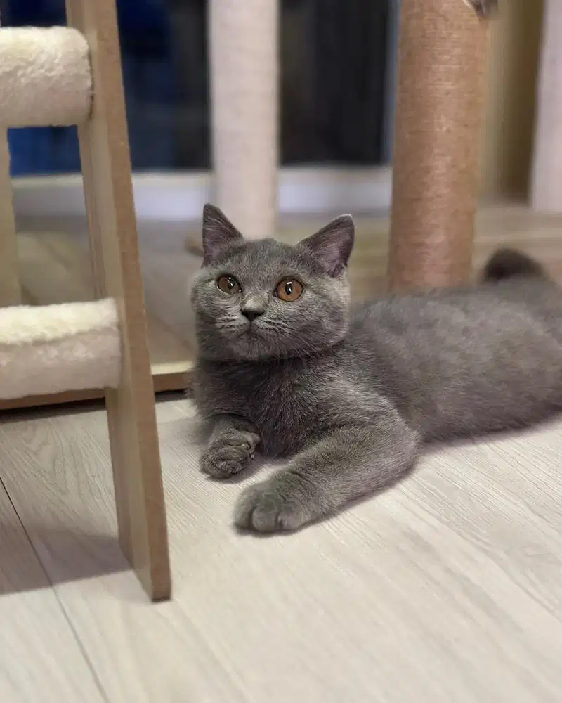 Kucing british shorthair bsh blue solid