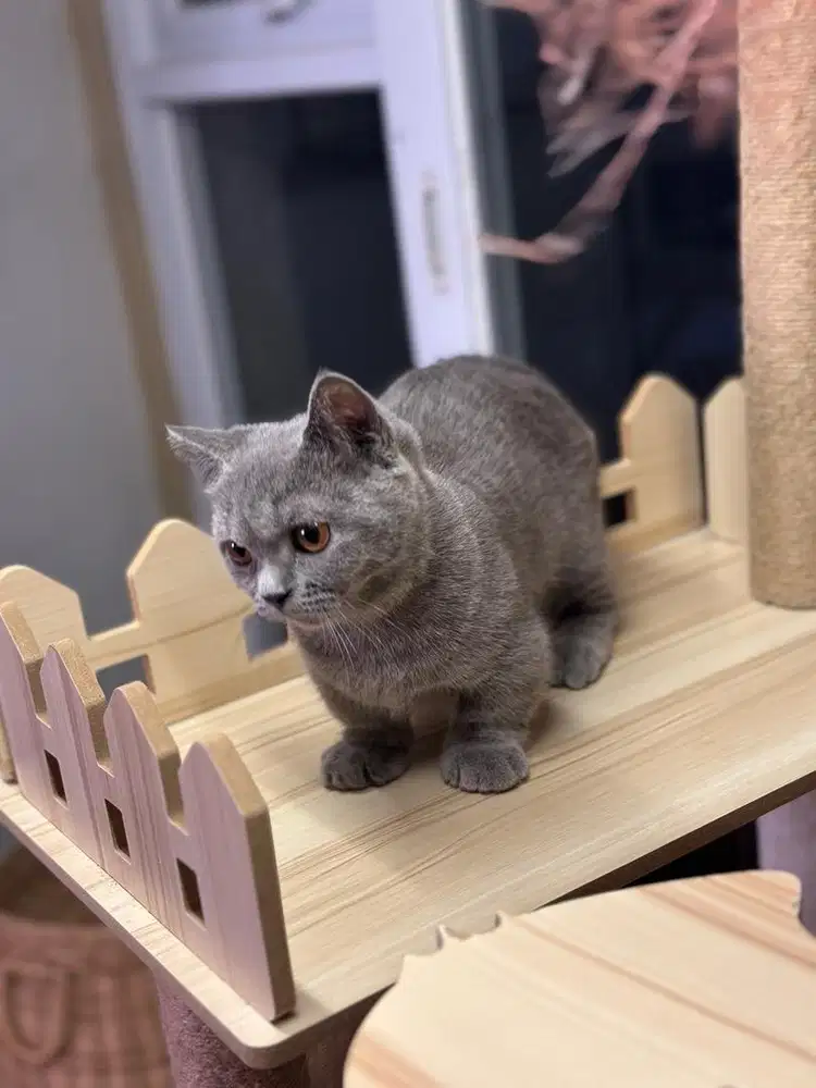 Kucing British Shorthair BSH munchkin blue solid