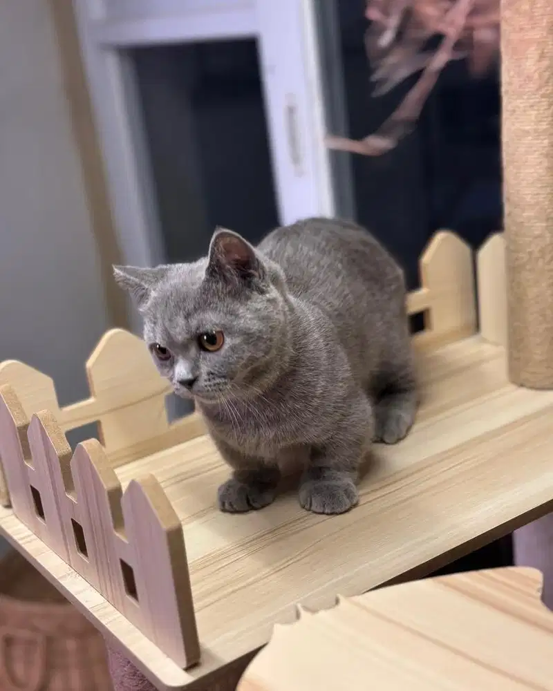 Kucing british shorthair bsh munchkin blue solid