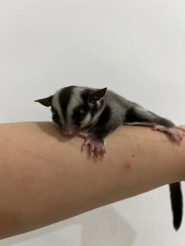 Sugar glider joey jantan cg