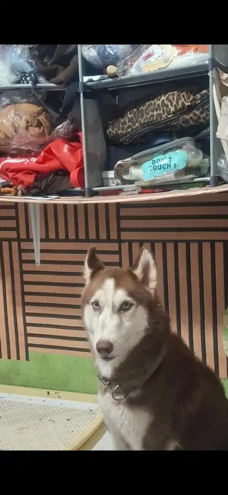Husky betina 1,5 tahun