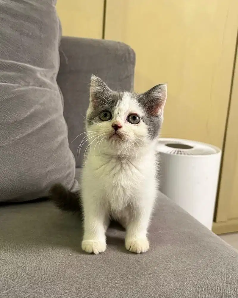 Kucing British Shorthair BSH Bico Blue