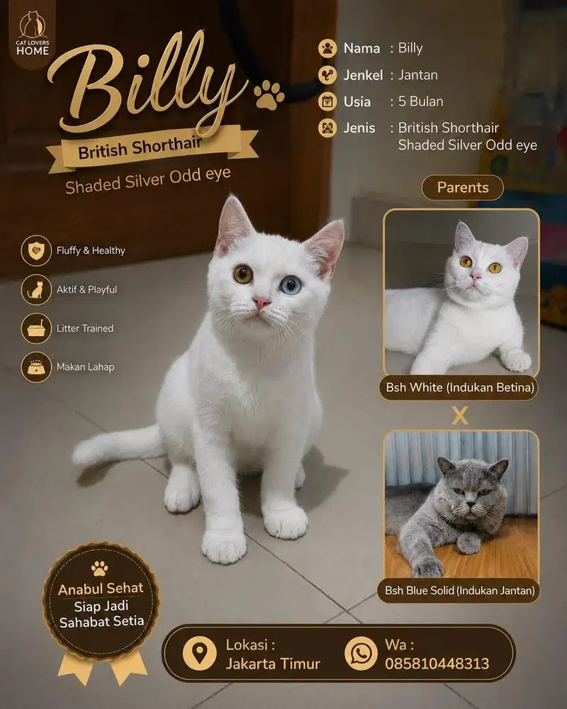 Kucing Bsh Odd eye