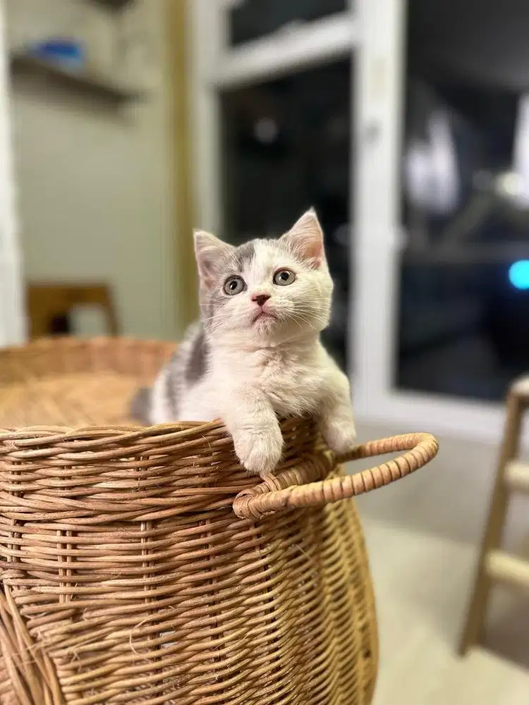 Kucing British Shorthair BSH Bico Blue