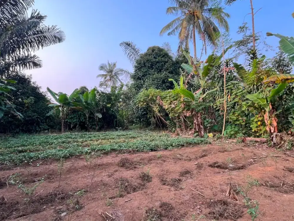 Dijual Murah Tanah Kebun di Perkampungan Darangdan Purwakarta