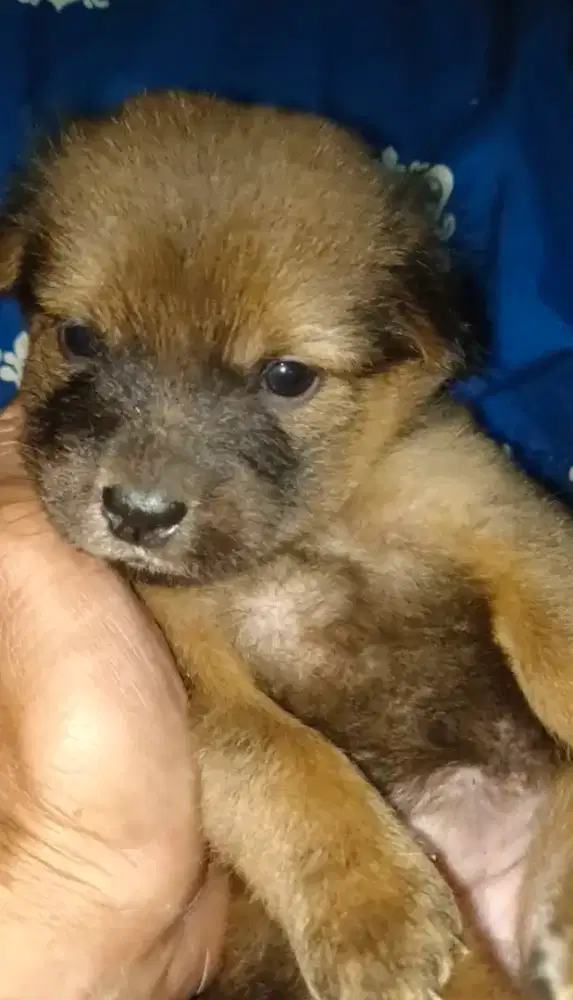 Anak anjing usia 1 bulancewek