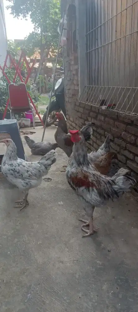 Ayam Kampung (KUB)