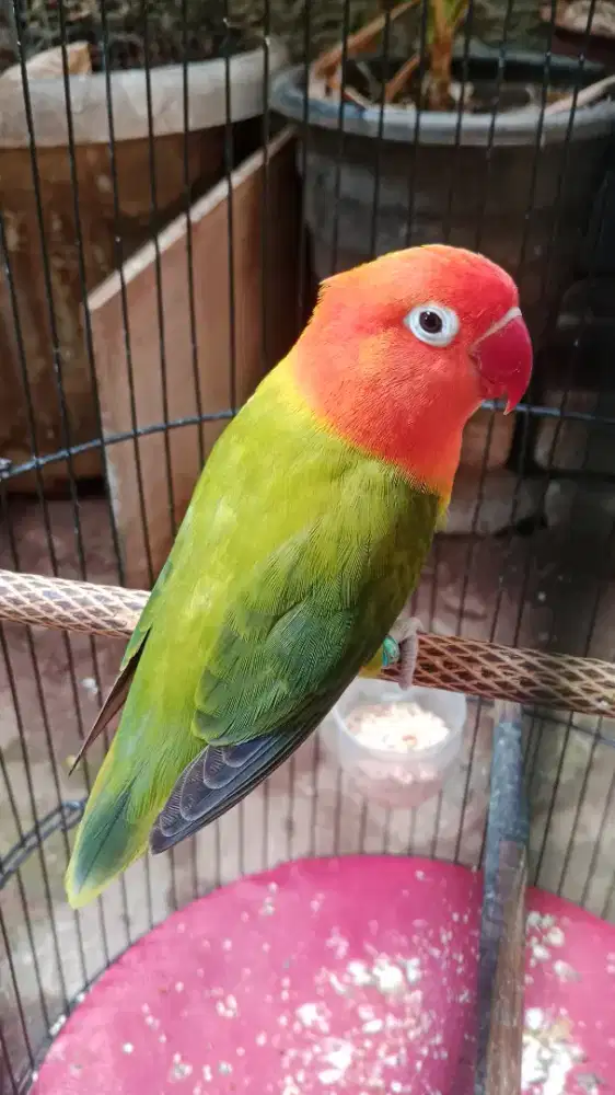 Burung Lovebird green Biola