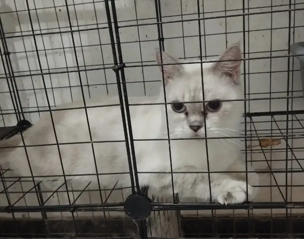 Indukan Kucing British Shorthair