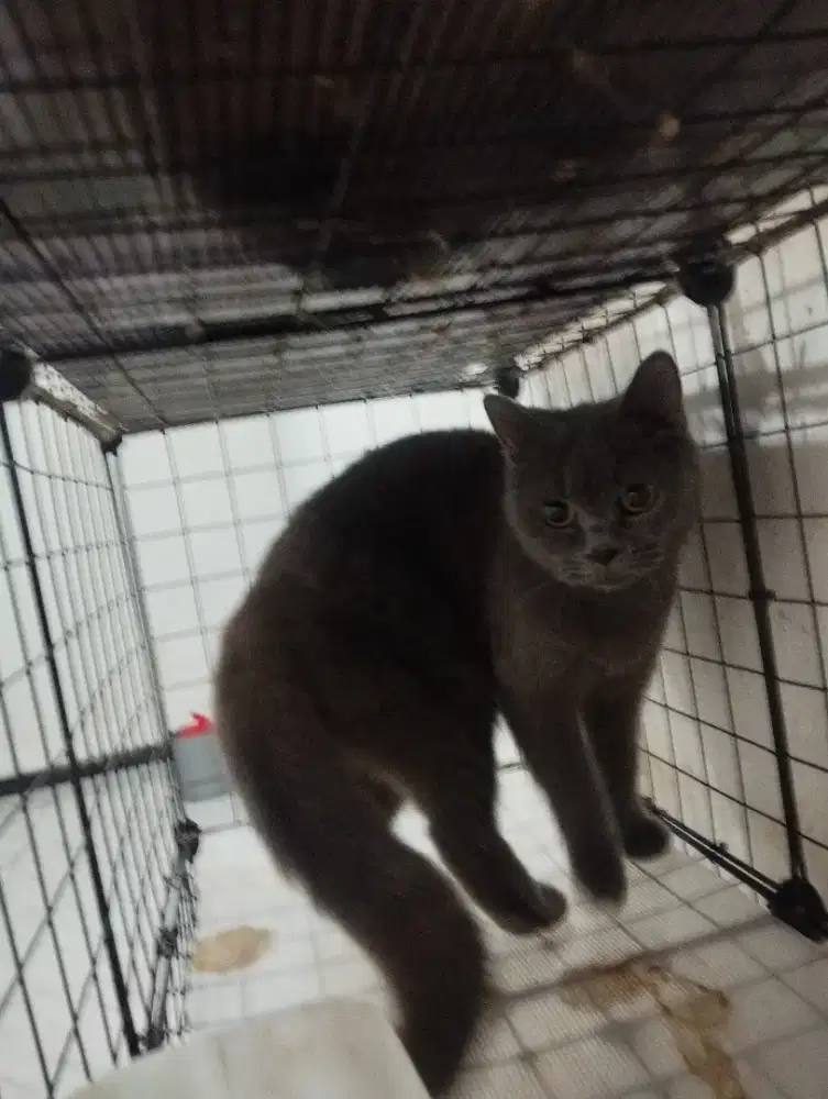 Indukan Kucing British Shorthair abu solid