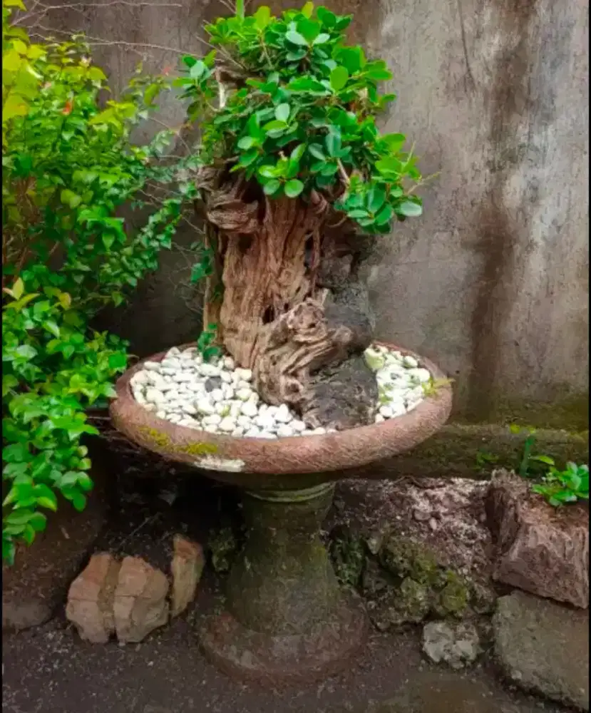 Bonsai beringin dolar dan pohon dewandaru