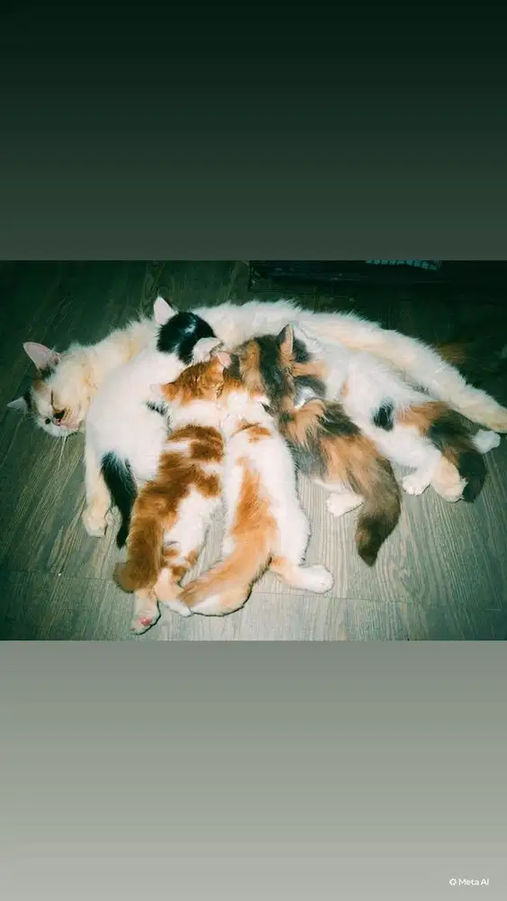 Kitten persia jantan 1 bulan