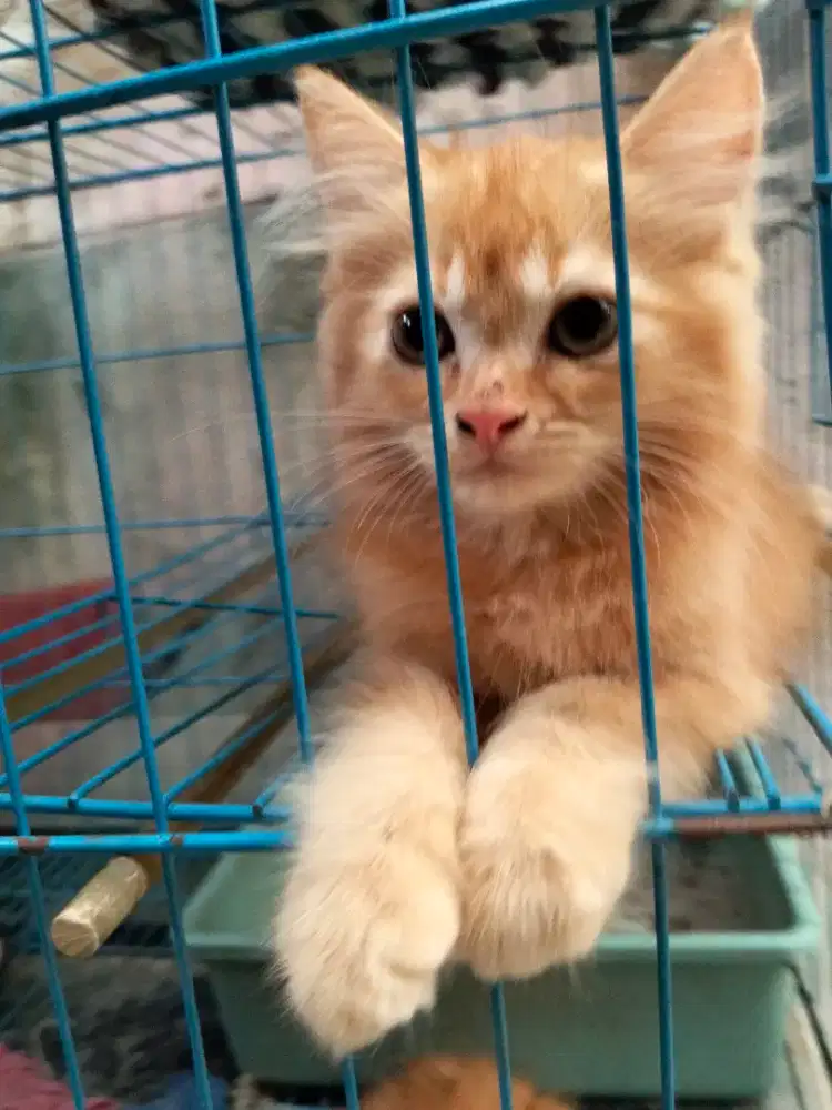 Siap Adopsi Ibu dan Anak