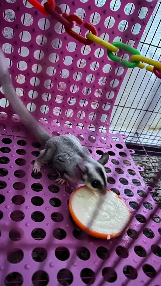 Sugar Glider Mozaik