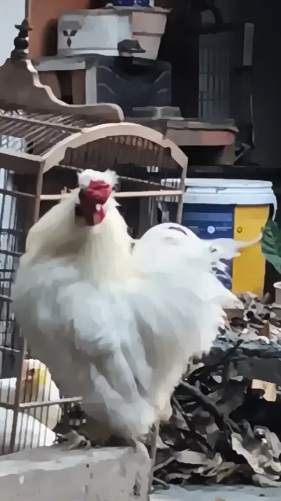 ayam silky jantan siapan