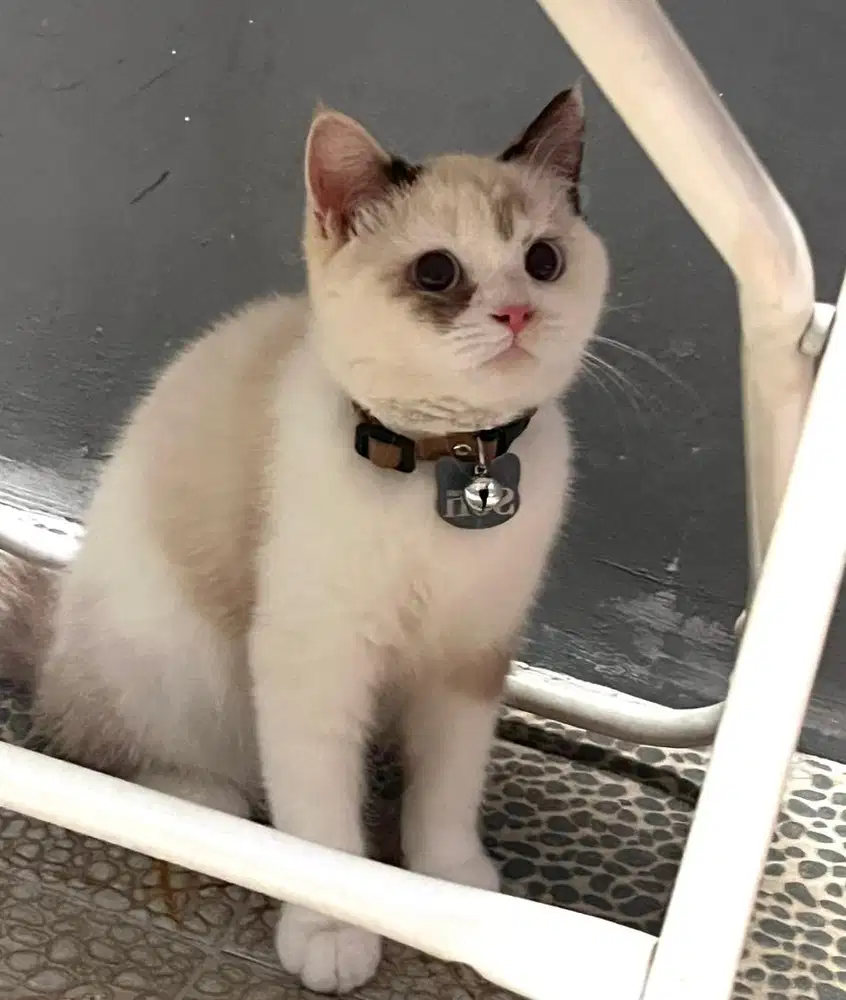 Kucing bsh british shorthair british short hair