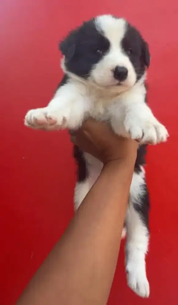 BORDER COLLIE PUPPY