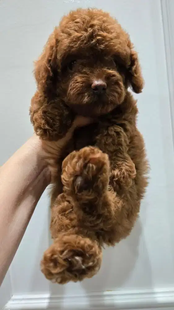 TOY POODLE PUPPY