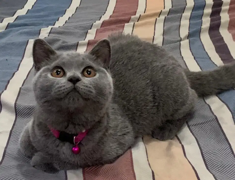 Kucing British shorthair bsh british short hair