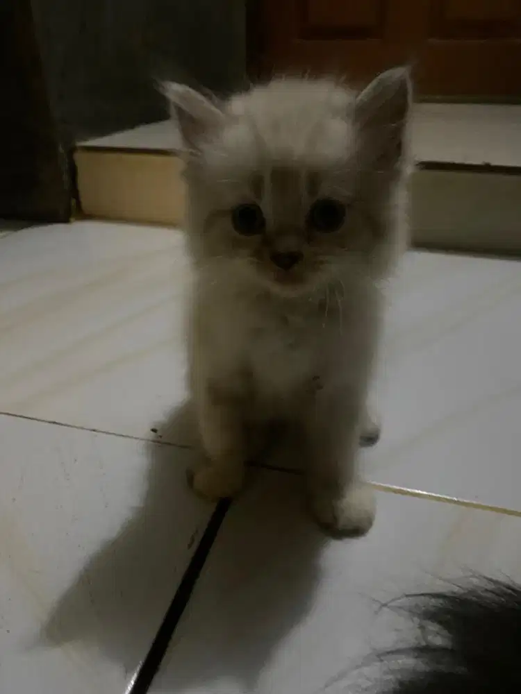 Kucing persia himalaya dan medium