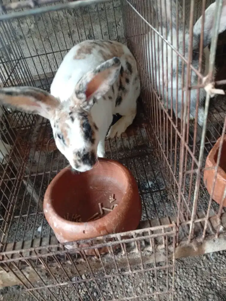 Kelinci rex siap kawin