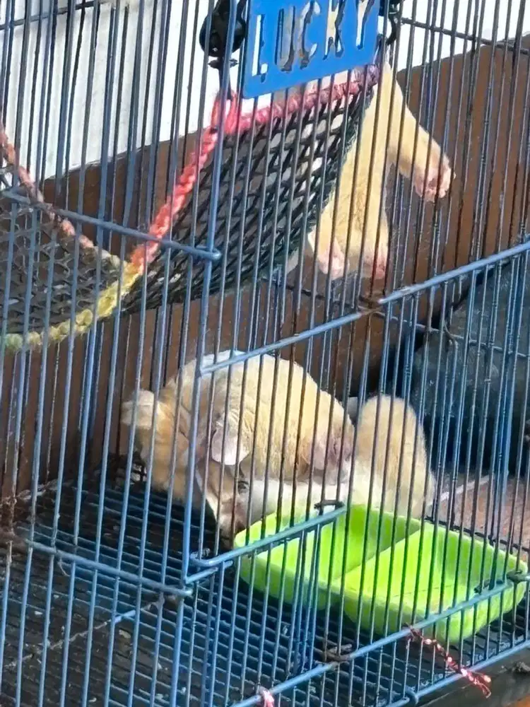 Sugar glider leucistic