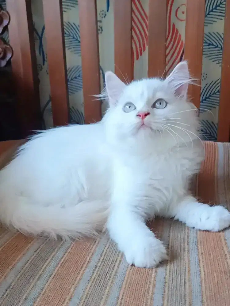 Kitten himalaya redpoint