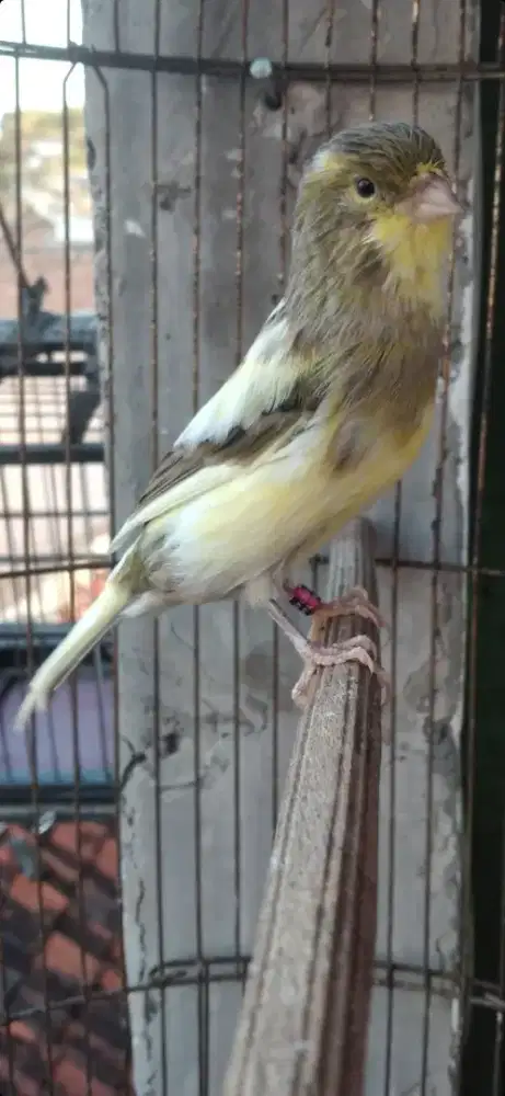 Burung kenari af jantan