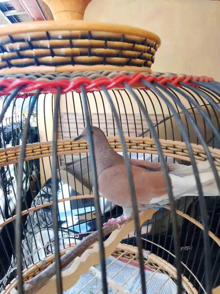 Burung tekukur merpati puter langka