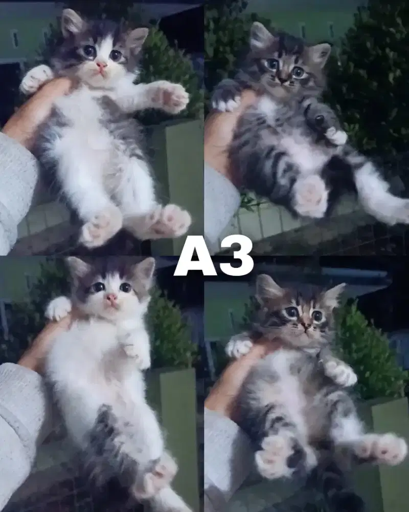 Kitten persia medium