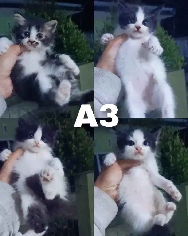 Kitten persia medium