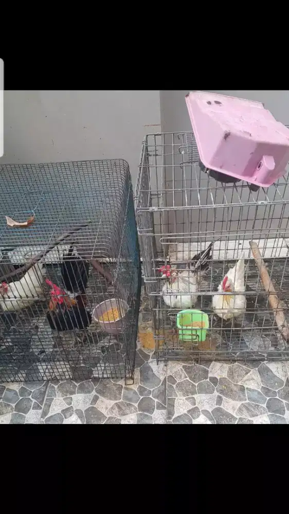 Ayam Kate dewasa