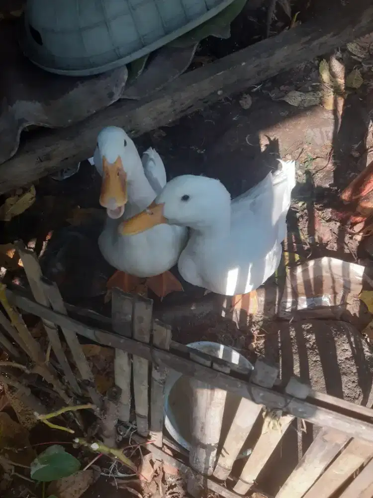 Bebek peking white