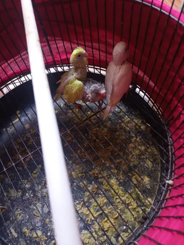Lolohan burung parkit