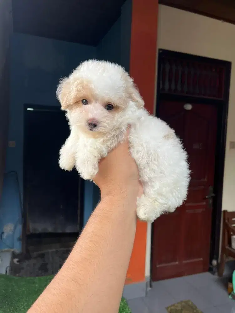 PARTY FAWN TINY POODLE STAMBUM