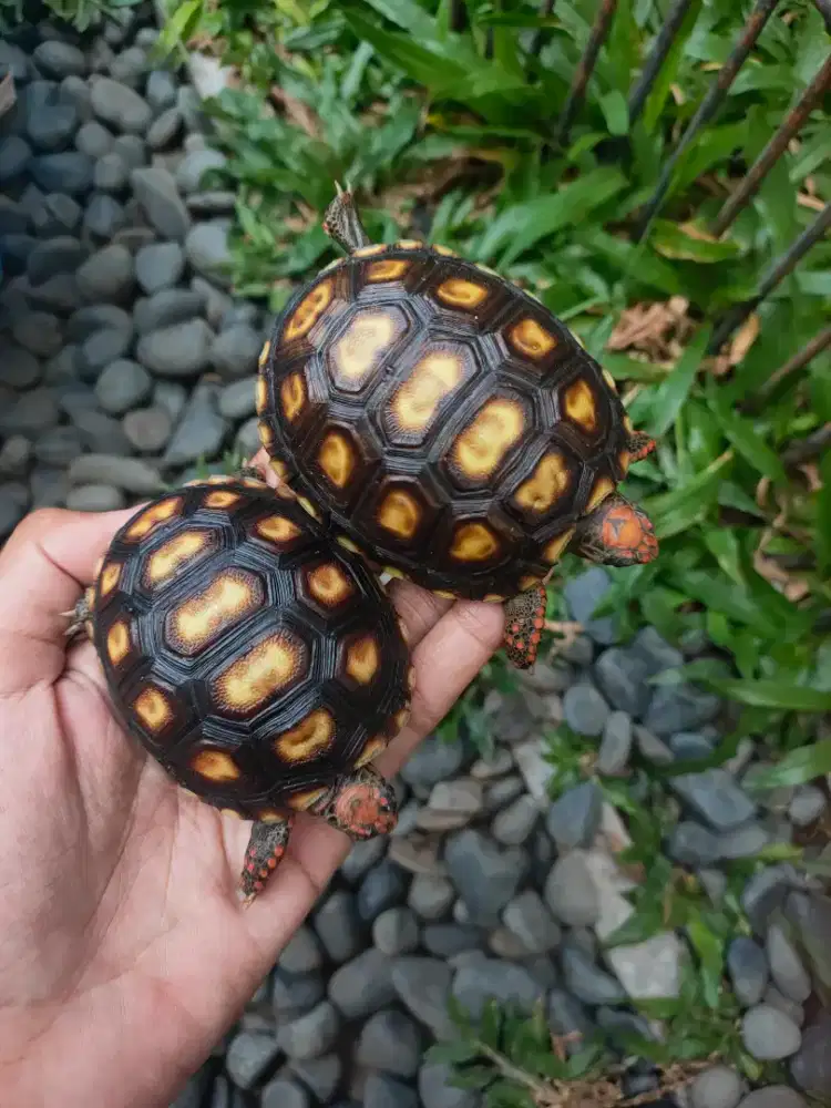 kura darat Cherry head 6,5-8,5cm kepala pedes