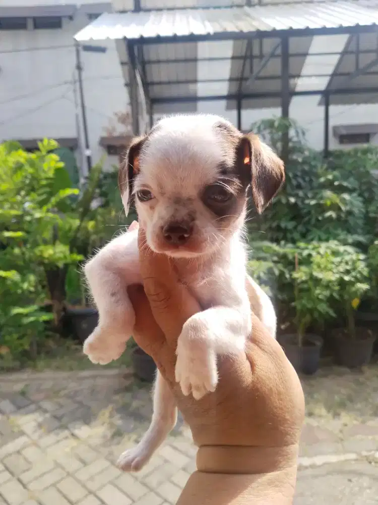 Anjing ras mini